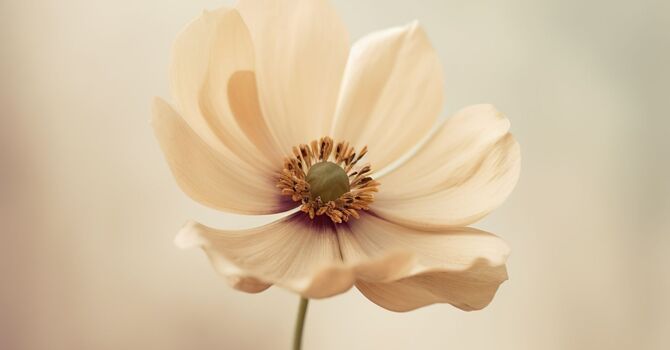 Inkess Scar & Stretch Mark Revision