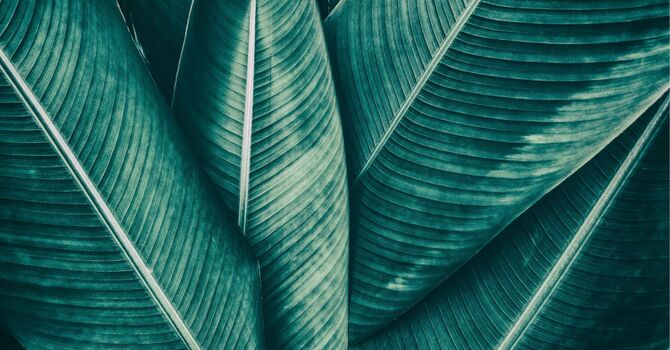 Inkess Scar & Stretch Mark Revision